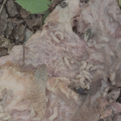 Vicissitude / Pale Spektre - Fumerole Cauterization in Strigoic Wanion LP